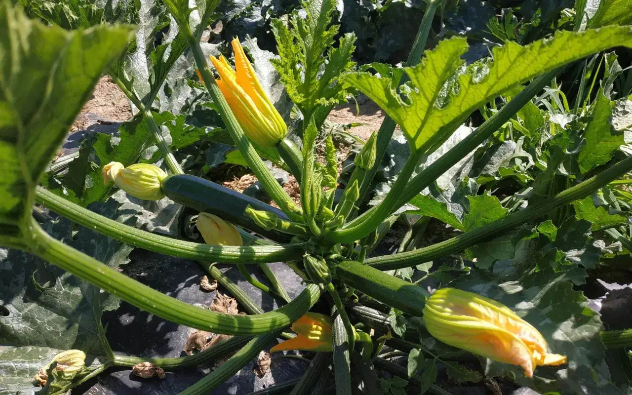 Zucchine in crescita con fiori gialli. La semina delle zucchine promette un raccolto abbondante.