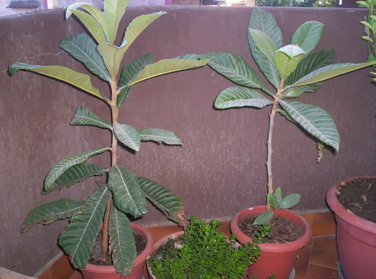 Due giovani piante di nespolo in vaso, con foglie verdi e lunghe. I noccioli di nespole si possono piantare per farle crescere.