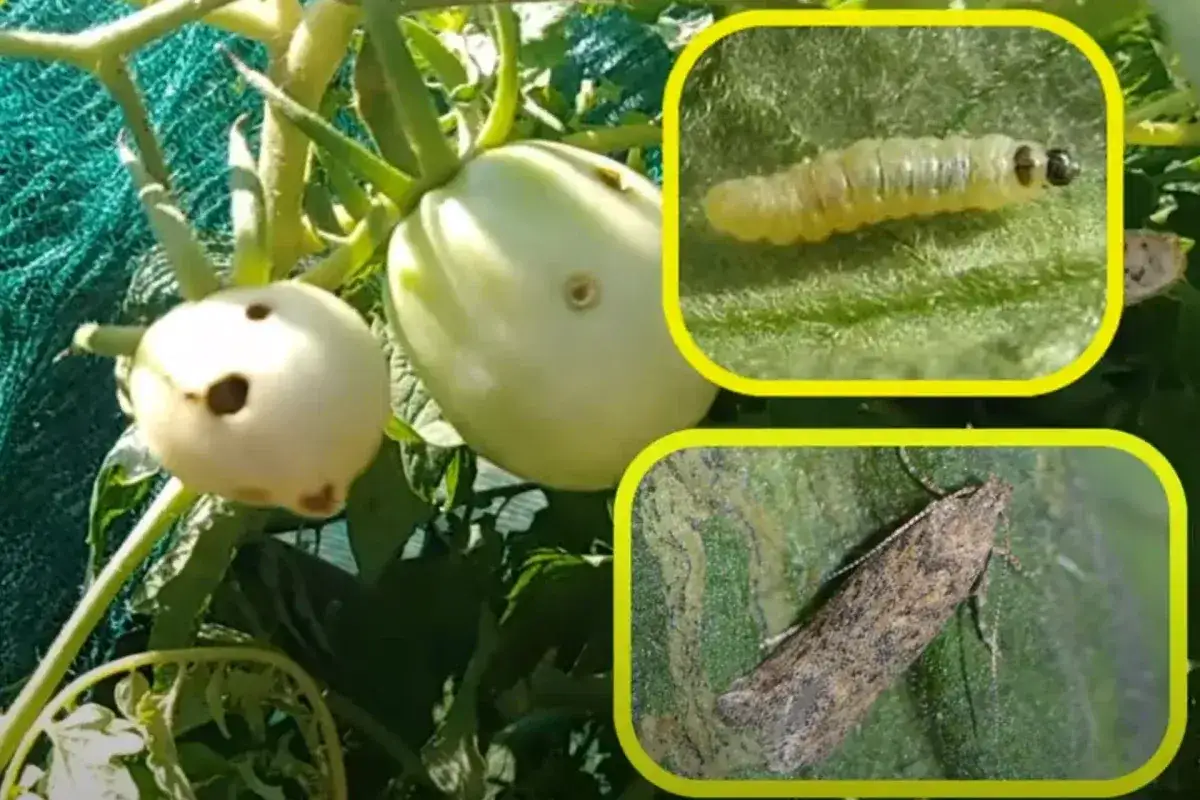 Pomodori verdi danneggiati dalla tuta absoluta. Inseriti: bruco e falena.