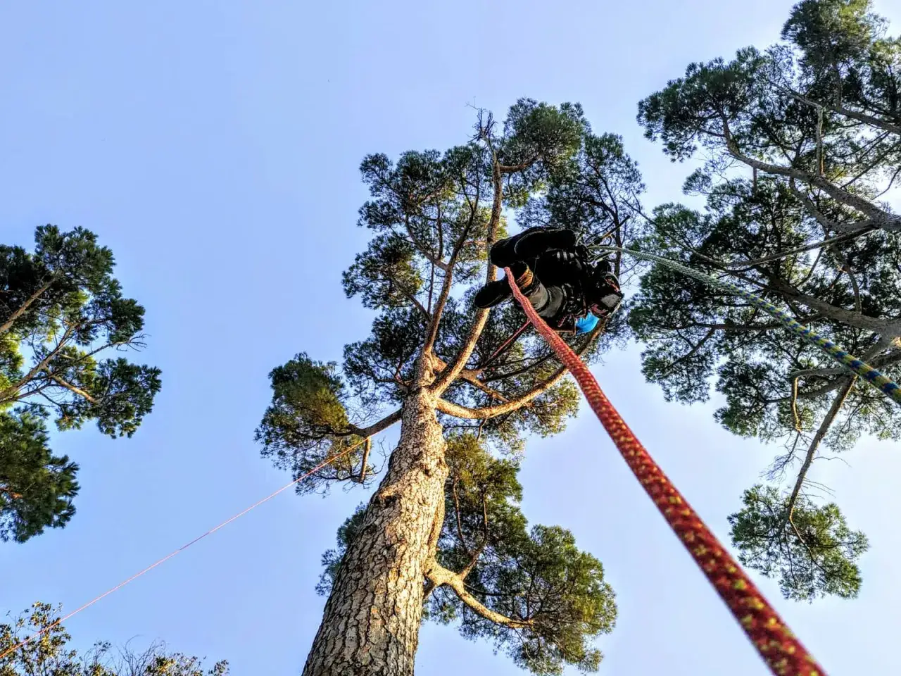 Arboricoltore in cima a un pino, pronto a potare. L'esperto usa corde per raggiungere i rami pi&ugrave; alti, mostrando come potare un pino troppo alto in sicurezza.