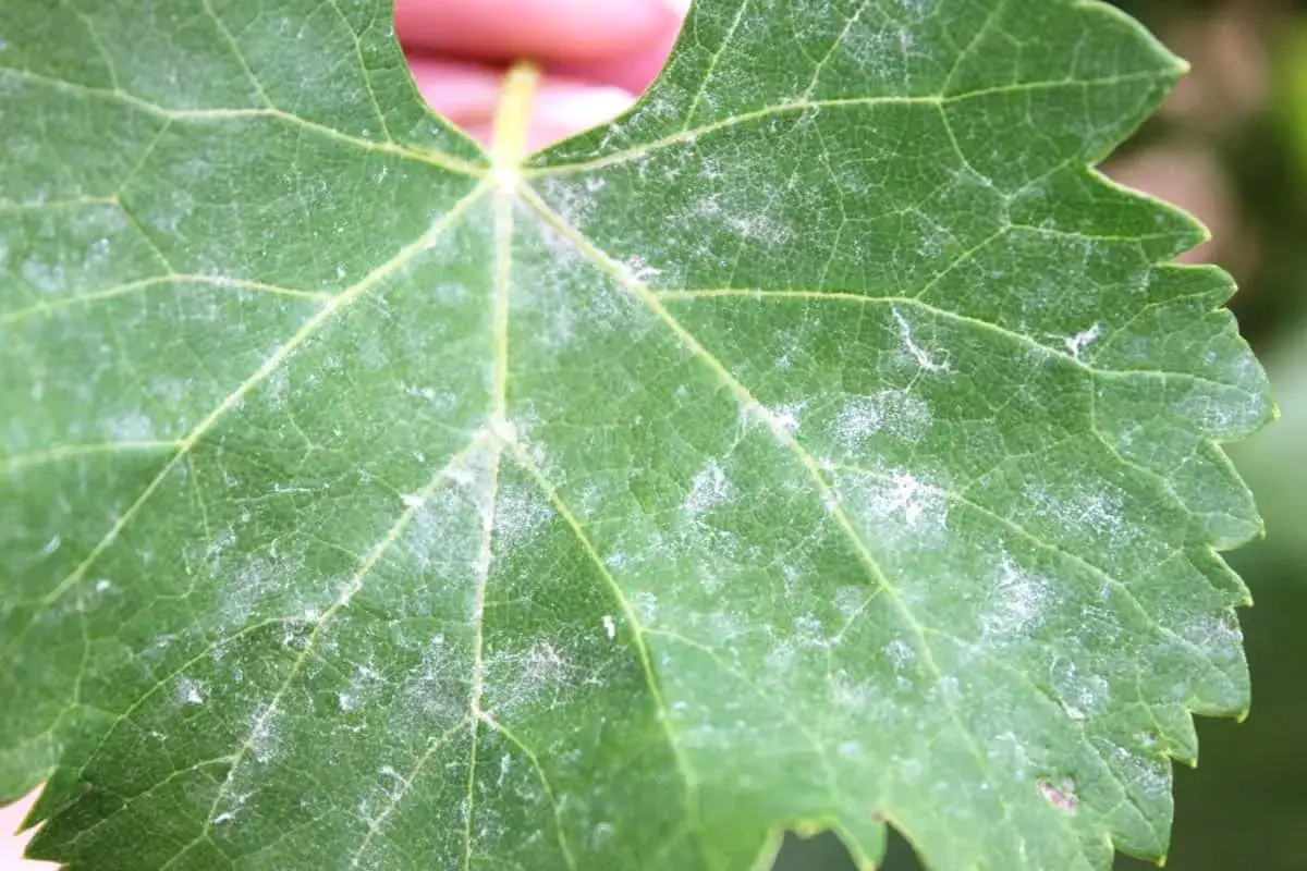 Foglia di vite verde con macchie bianche polverose, sintomo di malattie fungine come l'oidio.
