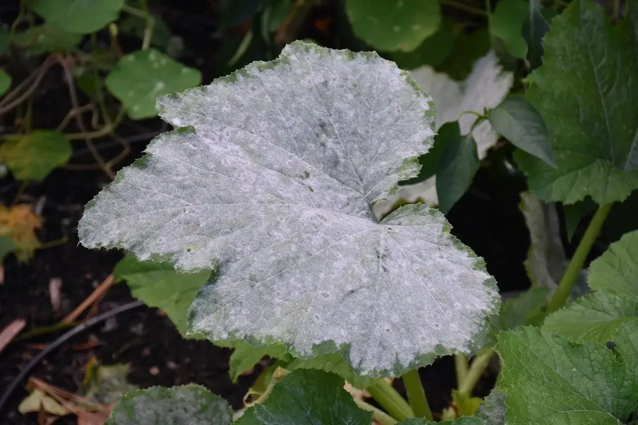 Foglia di zucca con mal bianco, un problema comune per cui il bicarbonato &egrave; uno dei rimedi naturali pi&ugrave; efficaci.