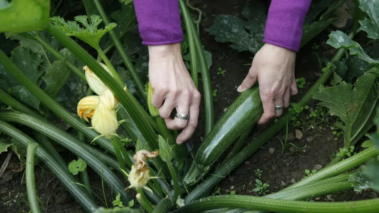 Mani che raccolgono una zucchina matura, un segno che &egrave; il momento giusto per raccogliere le zucchine.