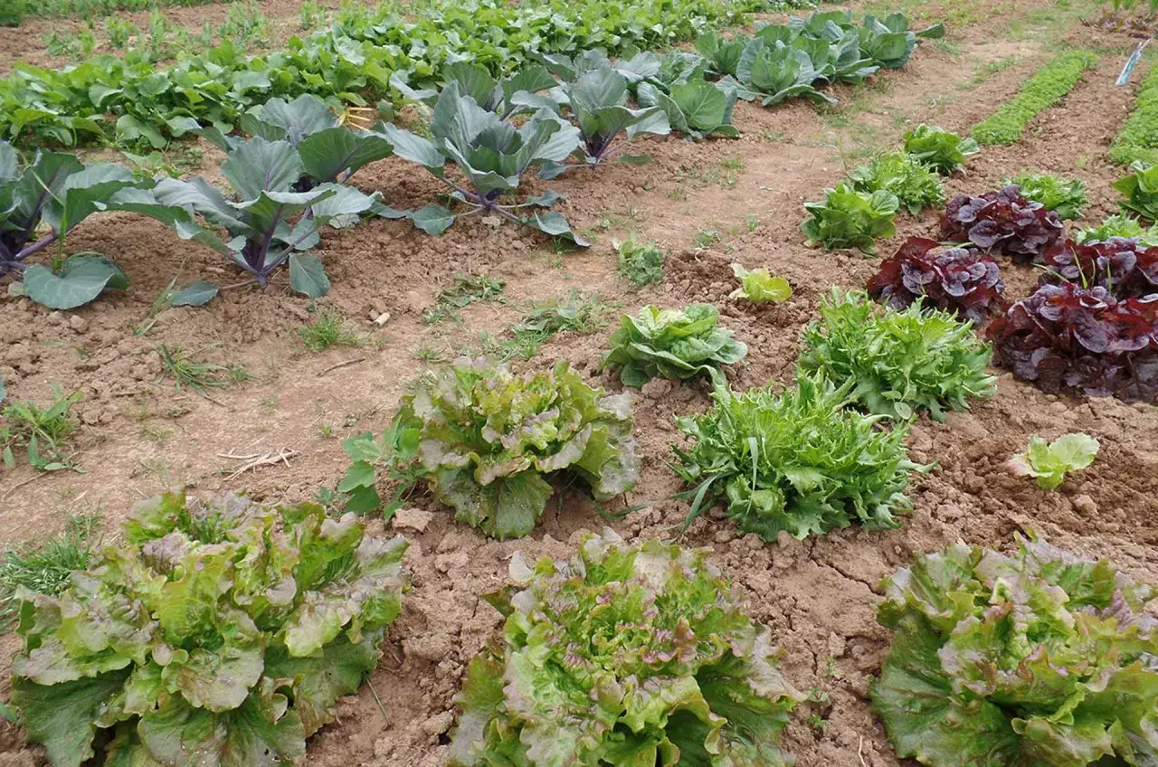 Un orto rigoglioso con diverse variet&agrave; di lattuga pronte per essere raccolte. Impara come raccogliere l'insalata per un pasto fresco.