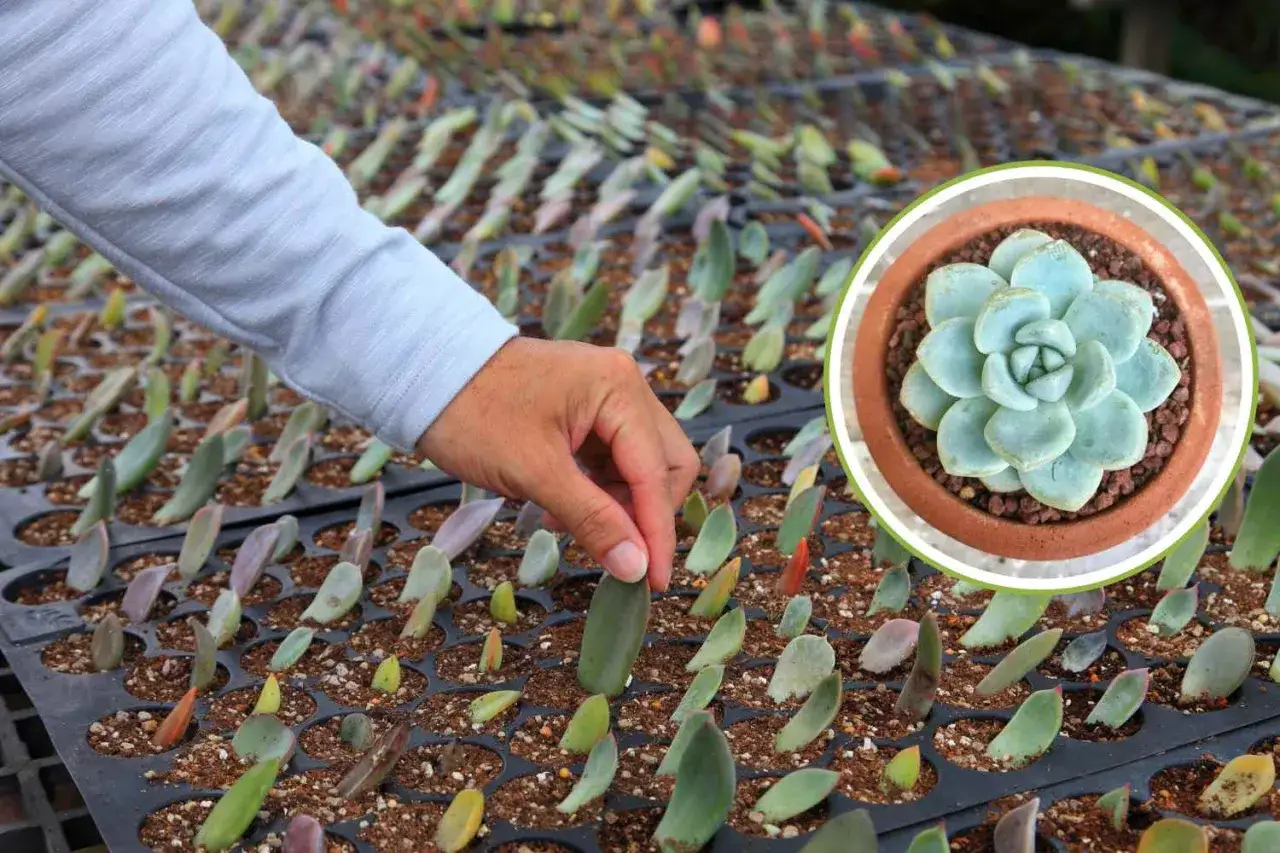 Mano che posiziona una foglia di succulenta per la riproduzione per talea. In un cerchio, una succulenta adulta.