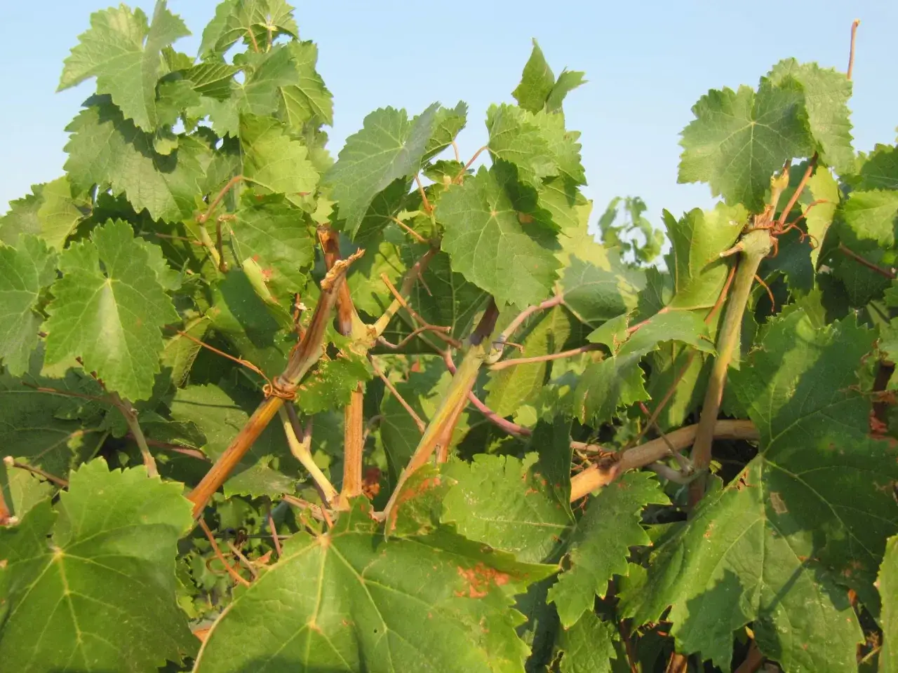 Viti rigogliose con foglie verdi e tralci, pronte per la potatura verde estiva.