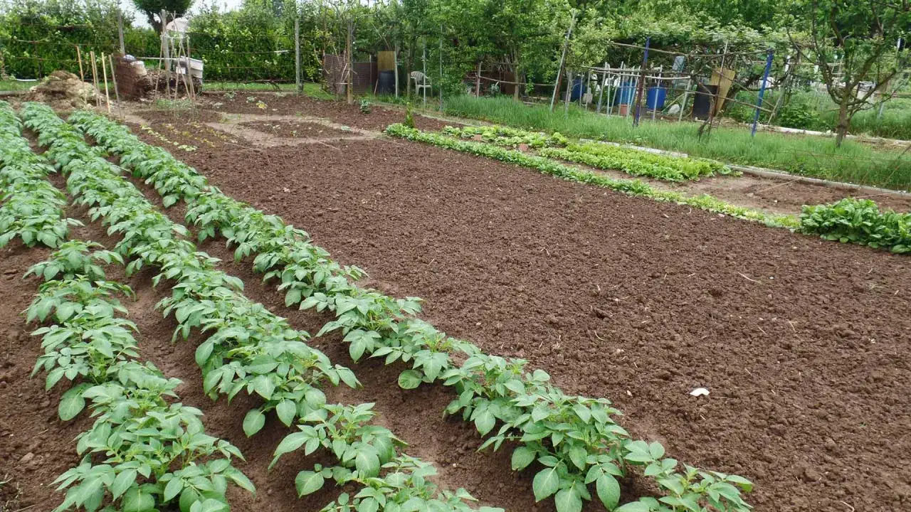 Fila di giovani piante di patate appena spuntate, segno che &egrave; il periodo semina patate. Sullo sfondo, un orto ordinato con altre colture.