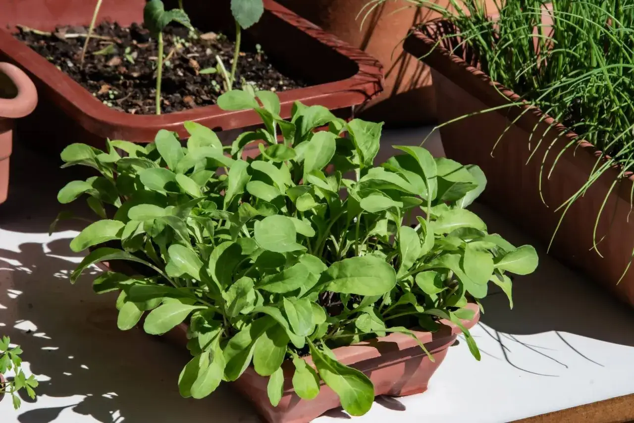 Giovane rucola in vaso, pronta per essere raccolta e gustata. Le foglie verdi e tenere crescono rigogliose, promettendo un sapore fresco e leggermente piccante.