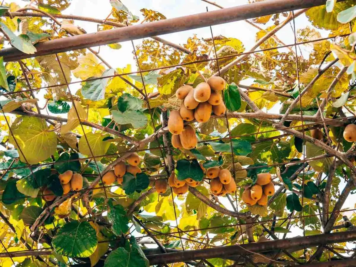 Grappoli di kiwi maturi pendono dai rami, pronti per la raccolta. La potatura kiwi è essenziale per una buona fruttificazione.
