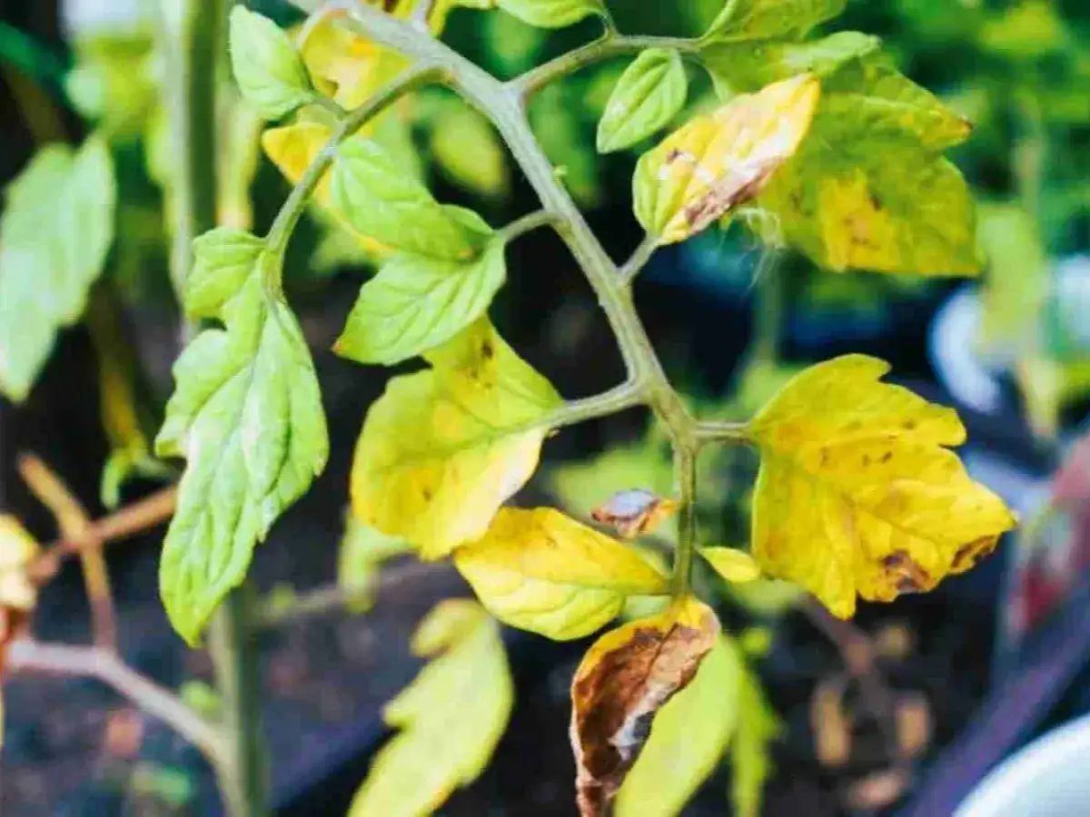 Foglie di pianta di pomodoro ingiallite e secche, con macchie marroni, indicano un problema di salute.