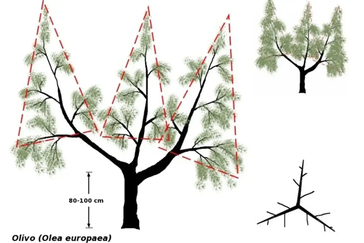 Illustrazione che mostra come potare gli ulivi, con linee tratteggiate che indicano le aree da tagliare per una crescita ottimale.