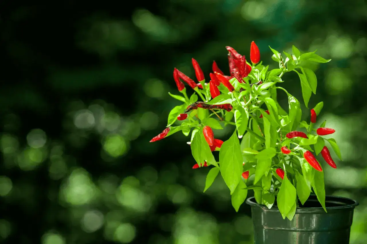 Pianta di peperoncino con frutti rossi maturi. Quanta acqua serve per mantenerla rigogliosa?