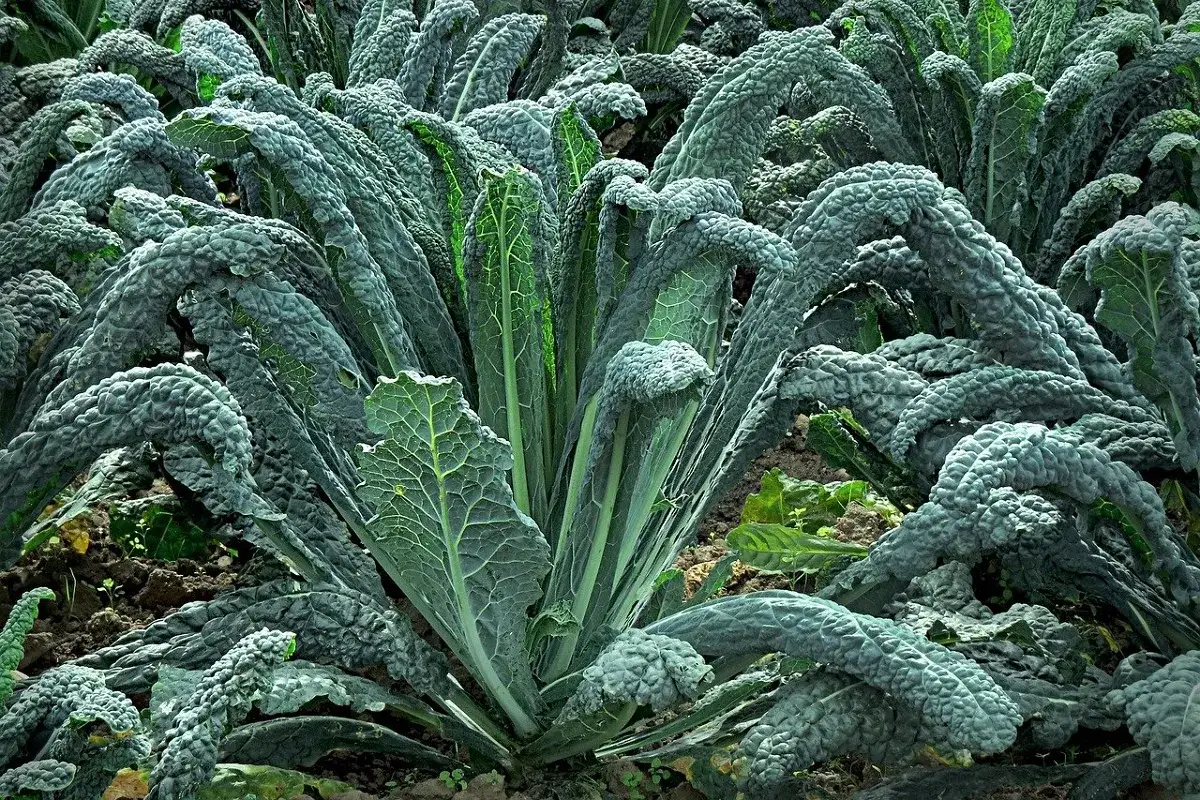 Cavolo nero rigoglioso nel campo, ideale per sapere quando piantare il cavolo nero e godersi il raccolto.