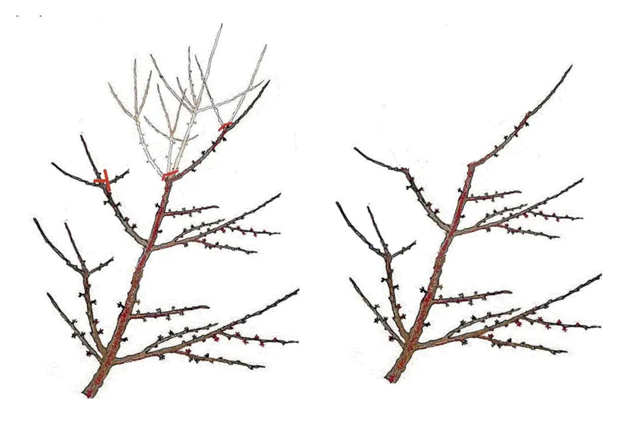 Illustrazione che mostra la potatura ciliegio: a sinistra i tagli da effettuare, a destra il risultato.