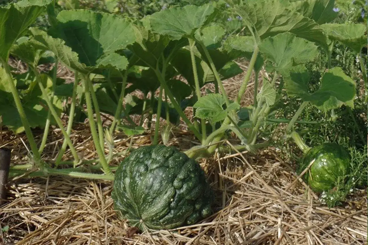 Zucche verdi in crescita su paglia. Il momento ideale per la semina &egrave; in primavera, dopo l'ultima gelata.