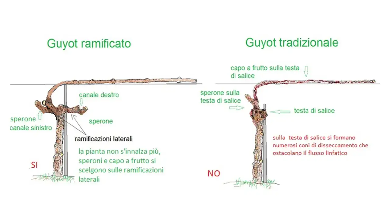 Confronto tra Guyot ramificato e tradizionale per coltivare la vite. Il primo favorisce la crescita su ramificazioni laterali, il secondo presenta problemi di disseccamento.
