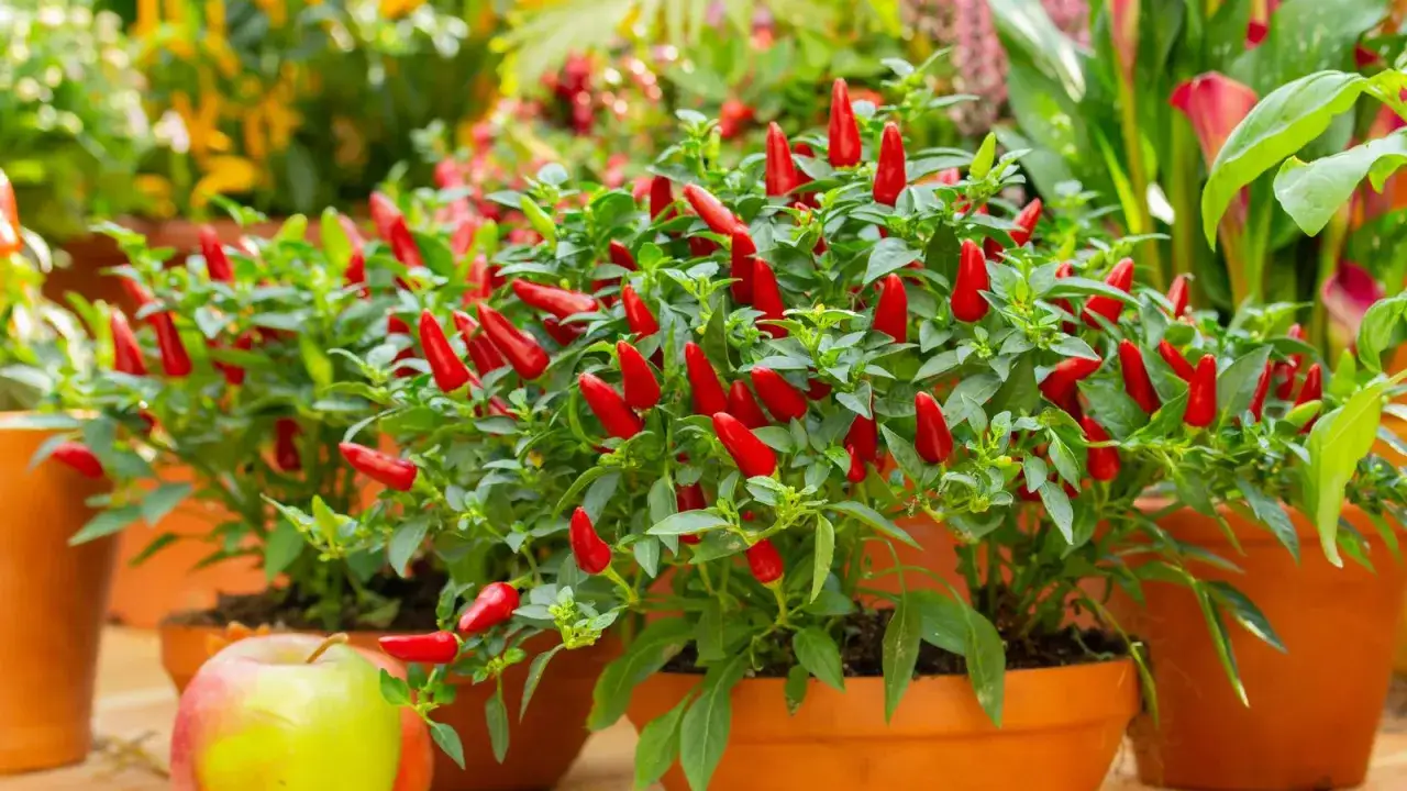 Piante di peperoncino in vaso, pronte per la raccolta. I peperoncini rossi brillano tra le foglie verdi, un invito alla cucina piccante.