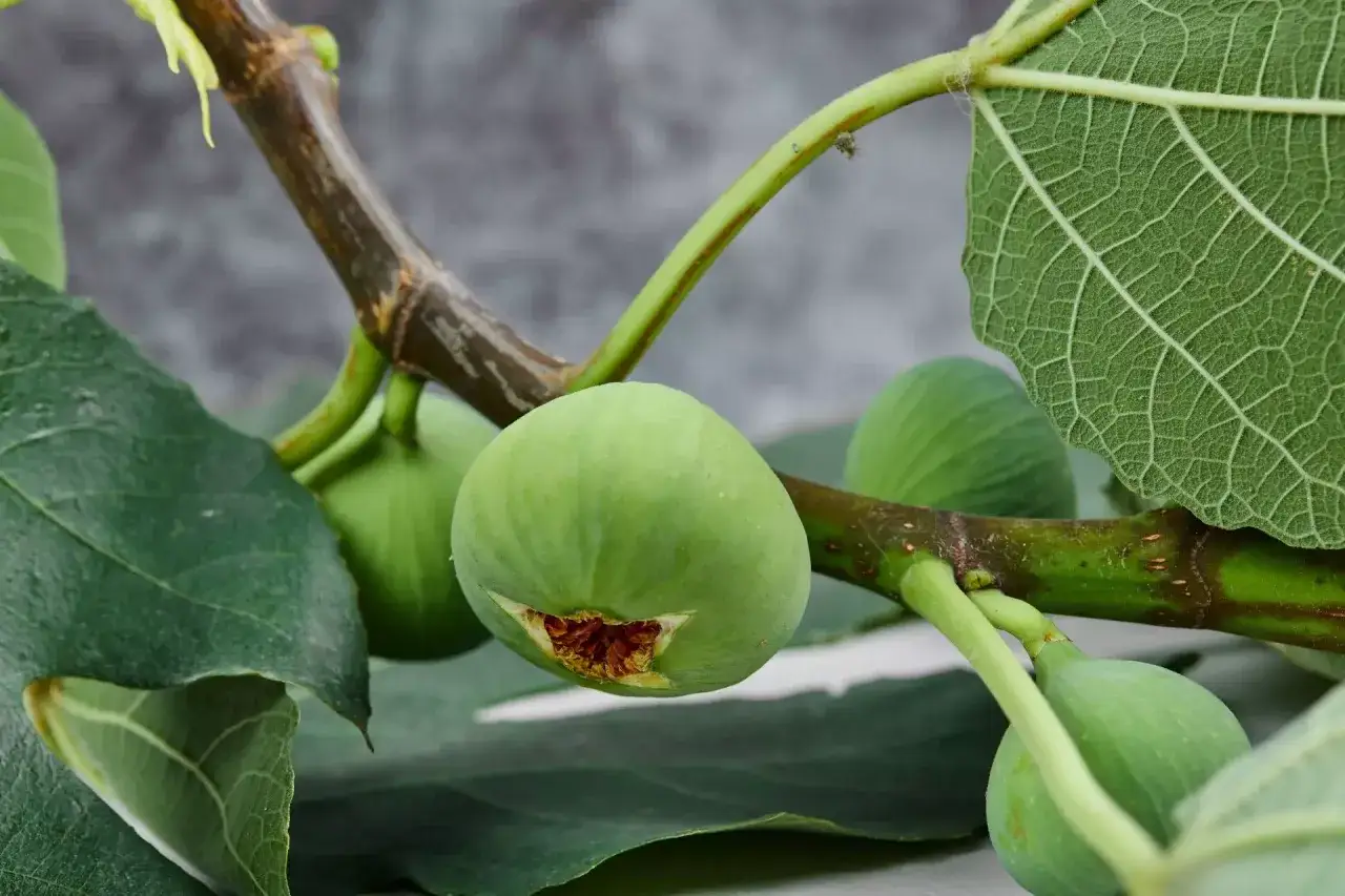 Un ramo di fico con frutti verdi e foglie rigogliose. Una talea di fico in acqua, in attesa di mettere radici.