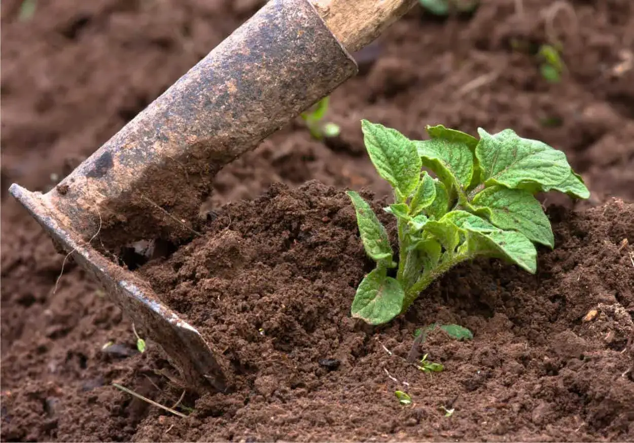 Zappa che lavora la terra per la semina patate. Una giovane piantina verde spunta dal terreno smosso.