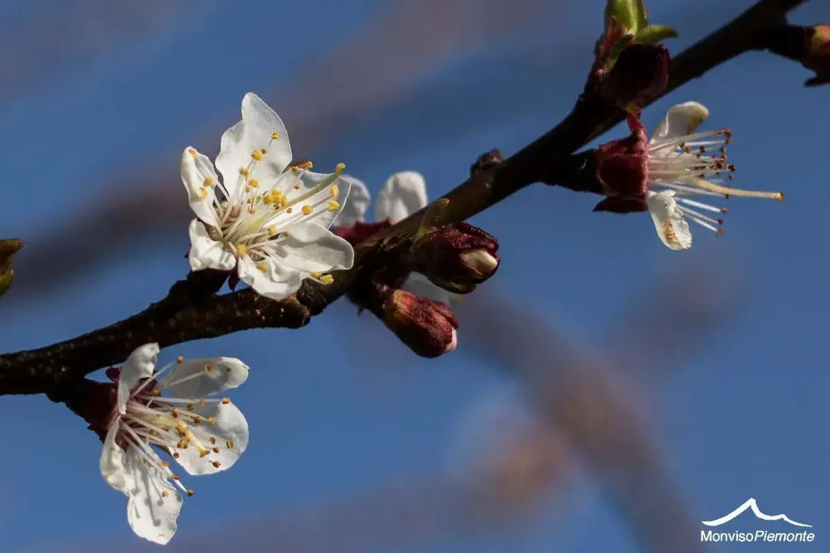 Fiori di albicocco in primavera, un invito a scoprire dopo quanti anni fruttifica l'albicocco.