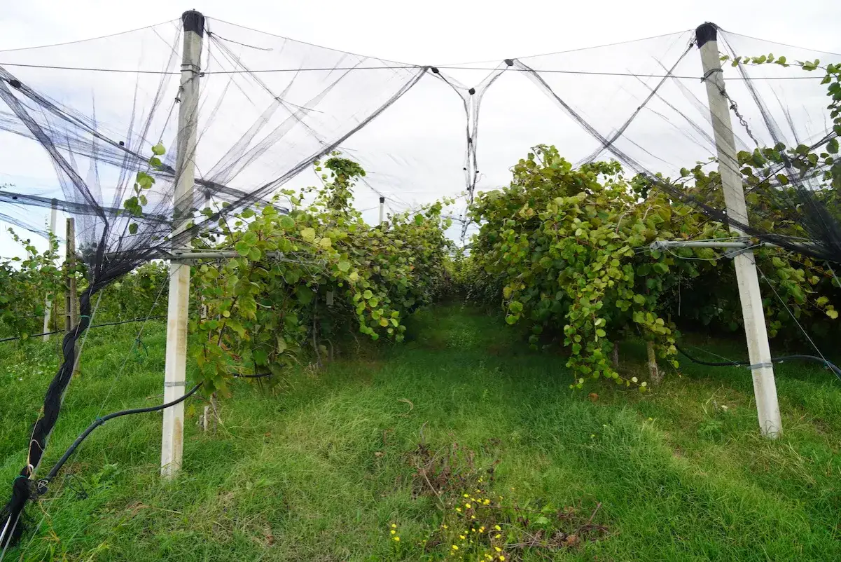 Filari di piante di kiwi sotto reti protettive, un'immagine che evoca la cura e la dedizione nella coltivazione kiwi.
