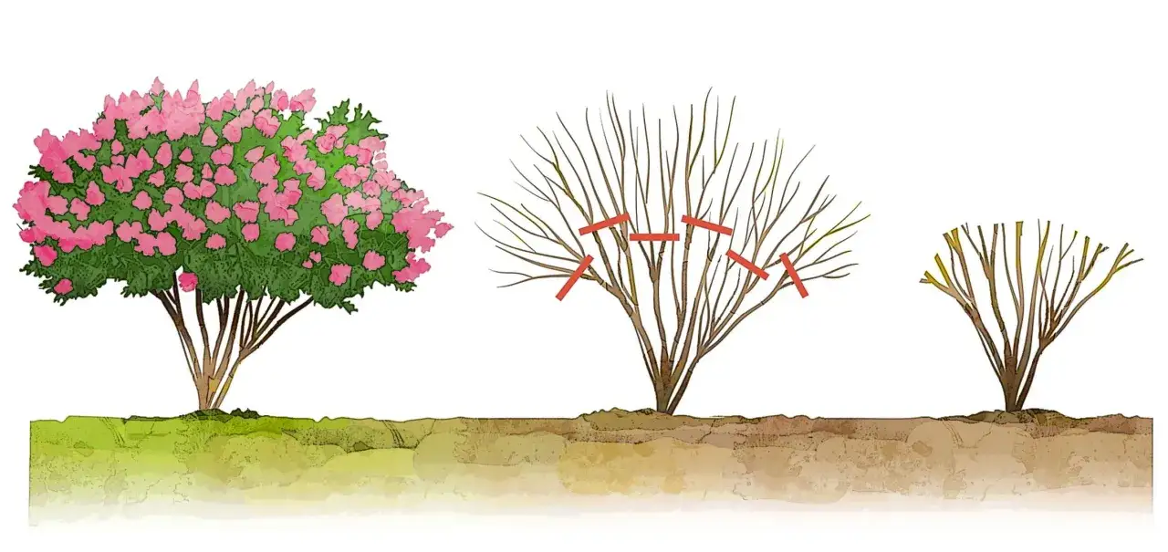 Illustrazione mostra una lagerstroemia in fiore, una potata e una spogliata. La potatura &egrave; essenziale per la sua salute.