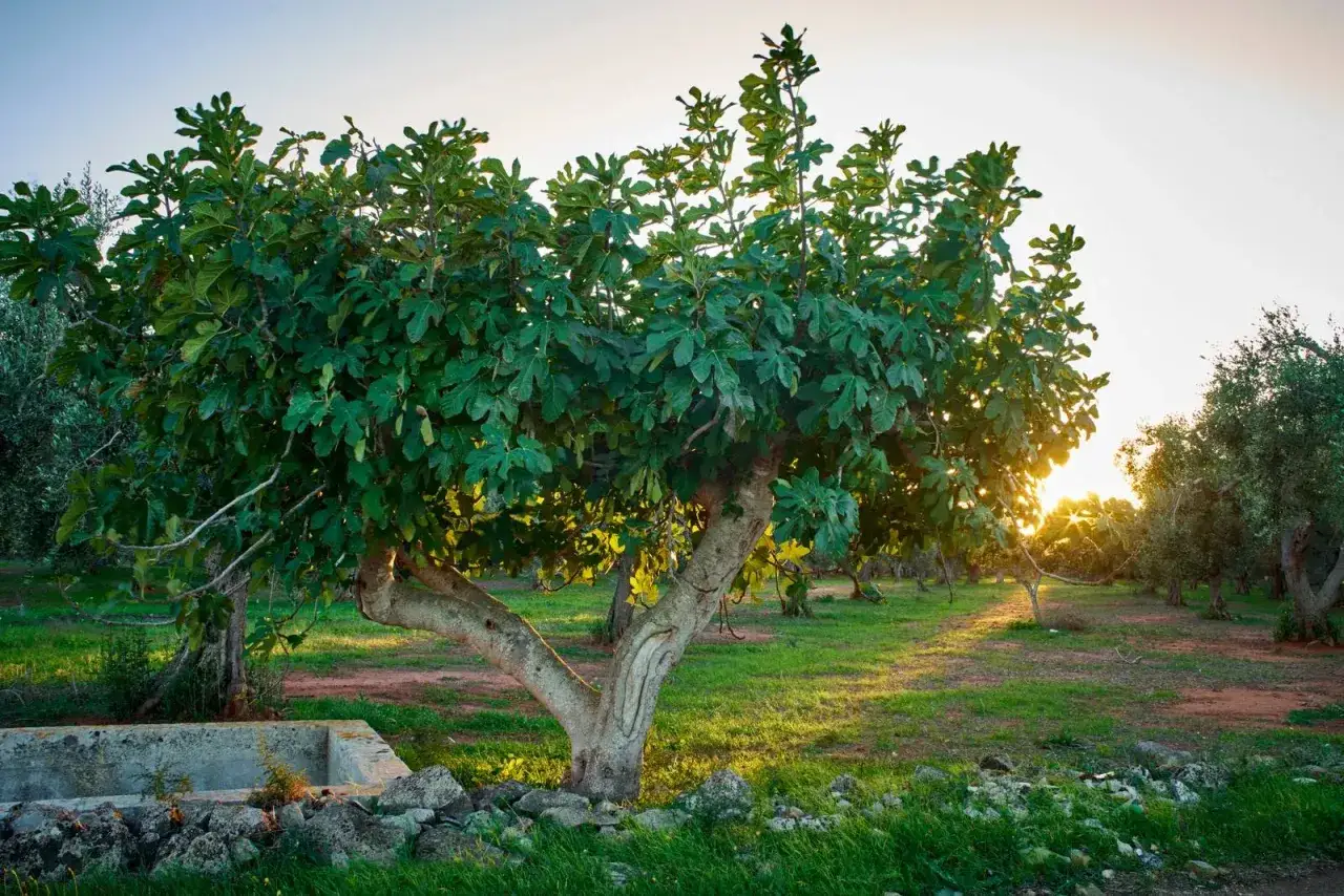 Albero di fico rigoglioso, con i suoi grandi rami carichi di foglie verdi, immerso nella luce dorata del tramonto. &Egrave; il periodo fichi, un invito alla raccolta.