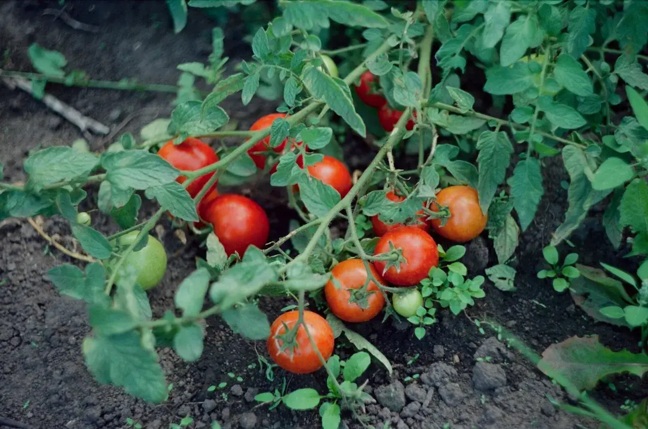 Pomodori maturi e verdi pendono dai rami rigogliosi, un segno della piena stagione dei pomodori.
