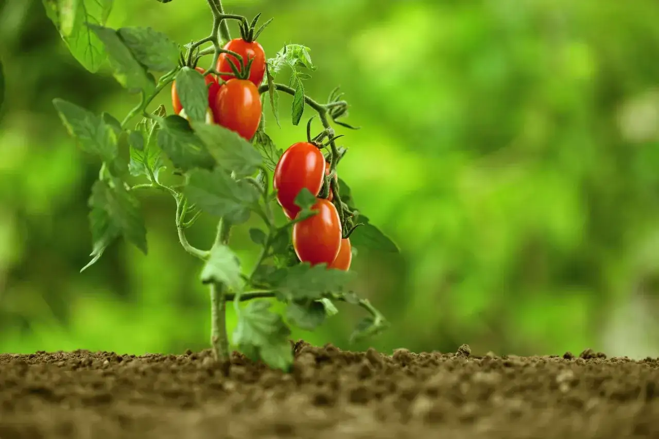 Un ramo di pomodori ciliegino maturi, rossi e succosi, pronti per essere raccolti. Il momento perfetto quando maturano i pomodori.