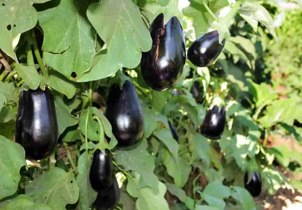 Melanzane lucide e mature pendono dai rami verdi, un segno del periodo melanzane.