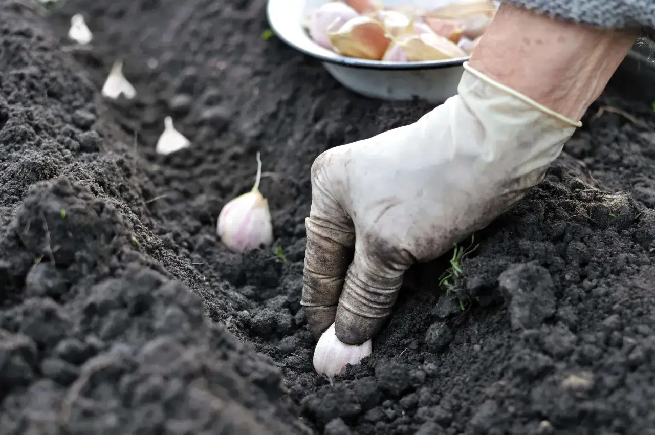 Mano guantata che pianta spicchi d'aglio nel terreno. Segui questi semplici passaggi per imparare come piantare l'aglio e ottenere un raccolto abbondante.