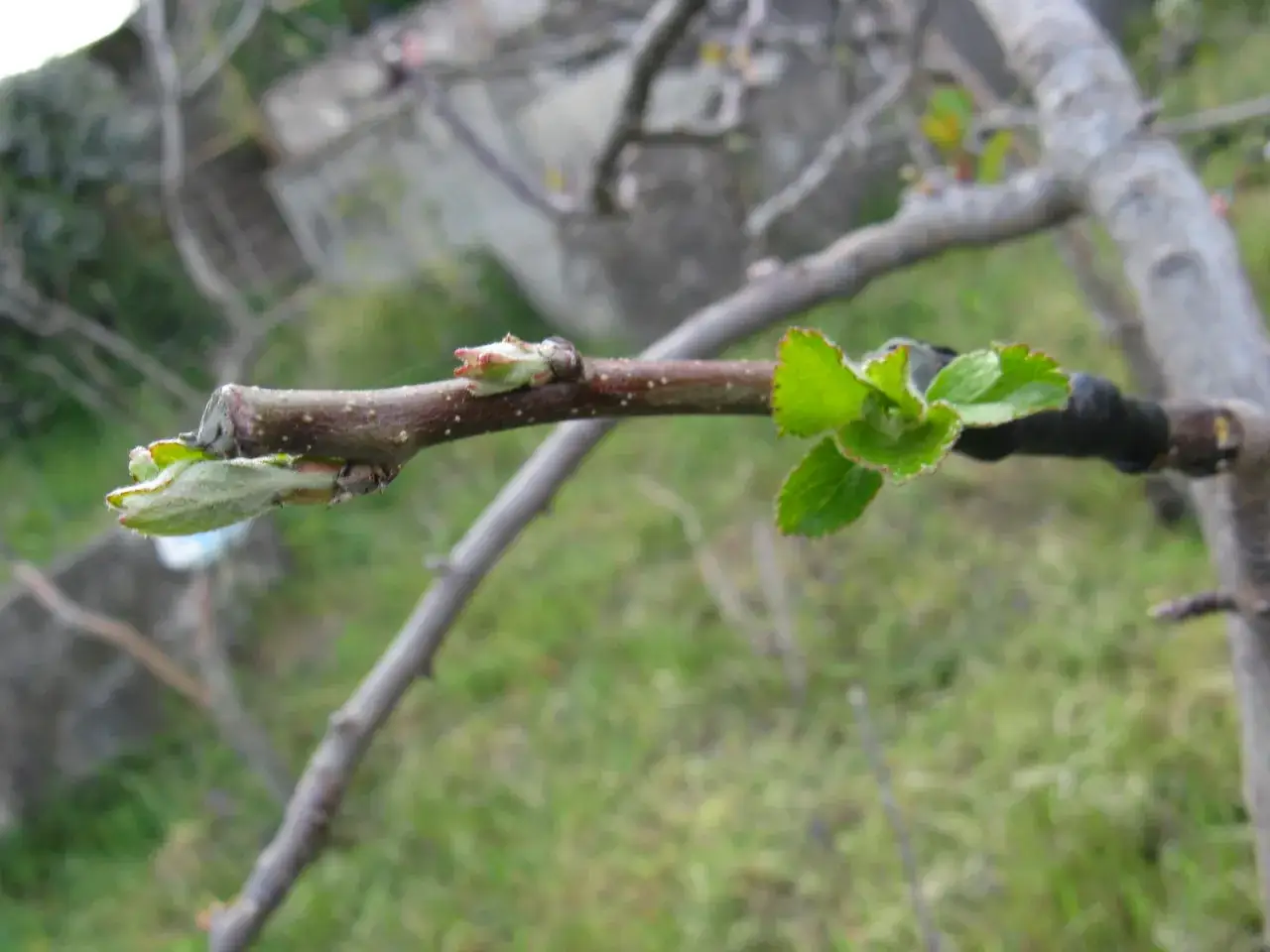 Germogli verdi spuntano da un ramo, segno che un melo da seme va innestato per ottenere frutti migliori.
