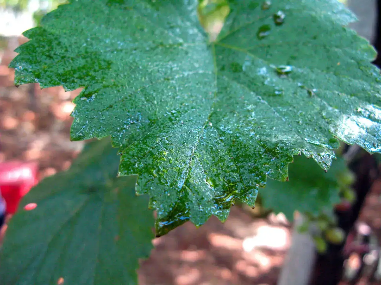 Gocce d'acqua brillano su una foglia di vite, forse colpita da Planococcus ficus.