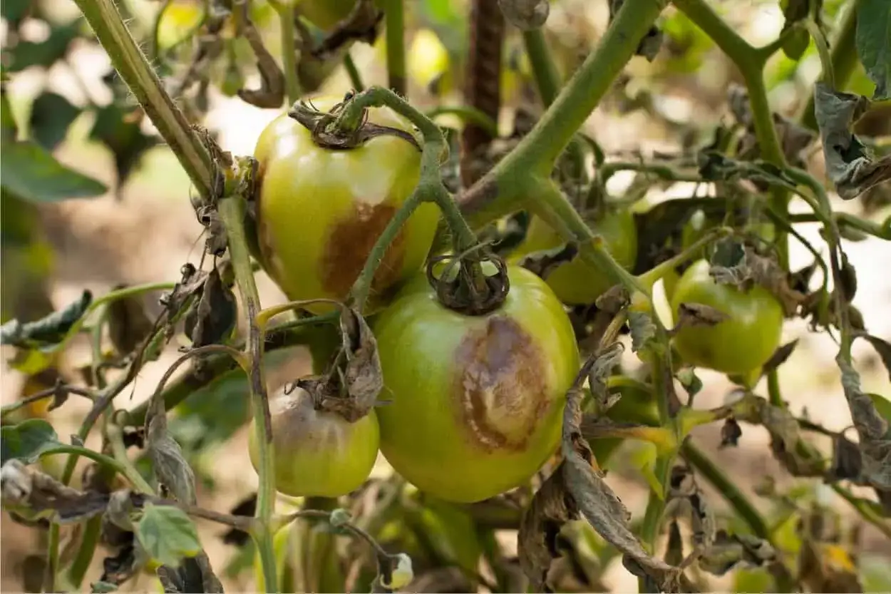 Pomodori verdi con macchie marroni e foglie secche, segni evidenti di peronospora pomodoro.