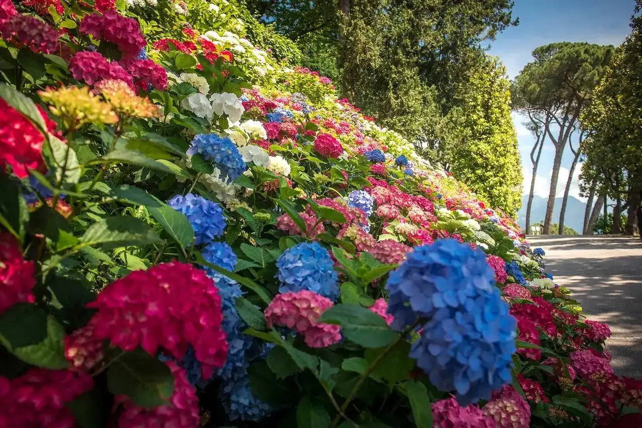 Un pendio rigoglioso esplode in una fioritura di ortensie dai colori vivaci: rosa, blu, bianchi e rossi creano un tappeto fiorito mozzafiato.
