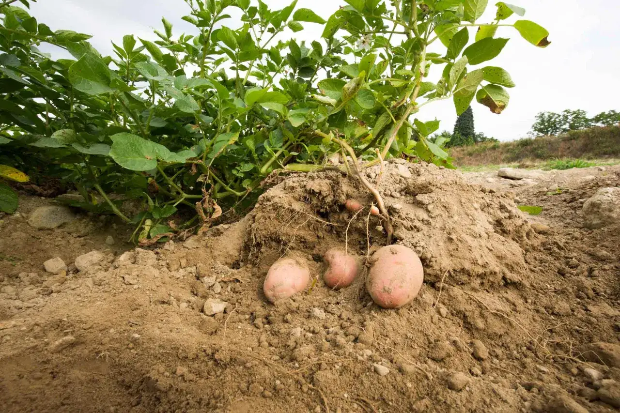 Patate appena dissotterrate, pronte per la raccolta. Il terreno fertile promette un ottimo raccolto, segno che il periodo di semina &egrave; stato un successo.