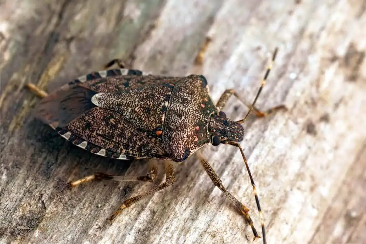 La cimice asiatica, con il suo carapace maculato, si posa su un tronco di legno.