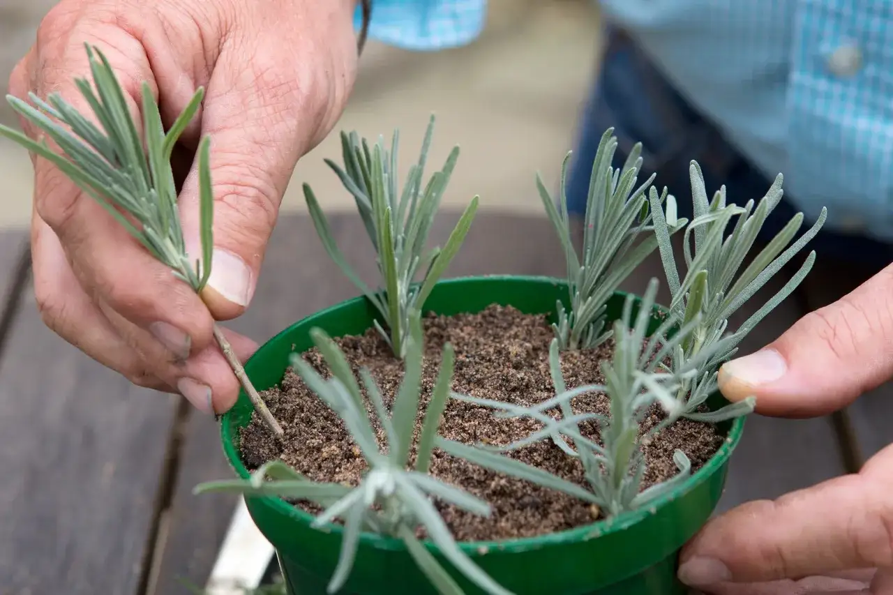 Mani che piantano una talea lavanda in un vaso verde.