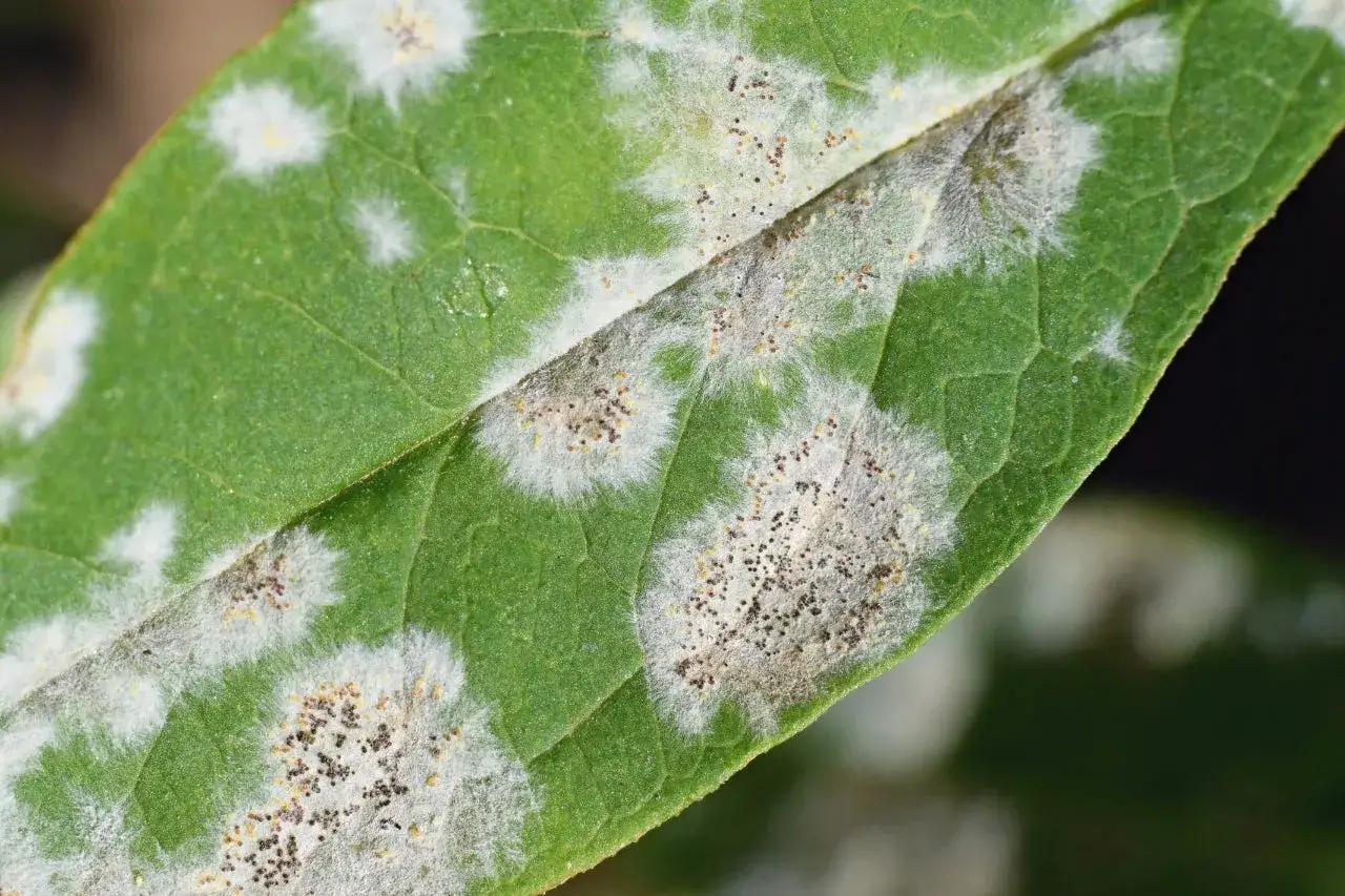 Macchie bianche e grigiastre su una foglia verde, indicative di malattie delle piante come l'oidio.