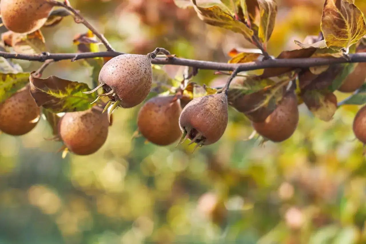 Nespole invernali ancora sui rami, con foglie autunnali ingiallite. Frutti marroni e rugosi, pronti per essere raccolti.