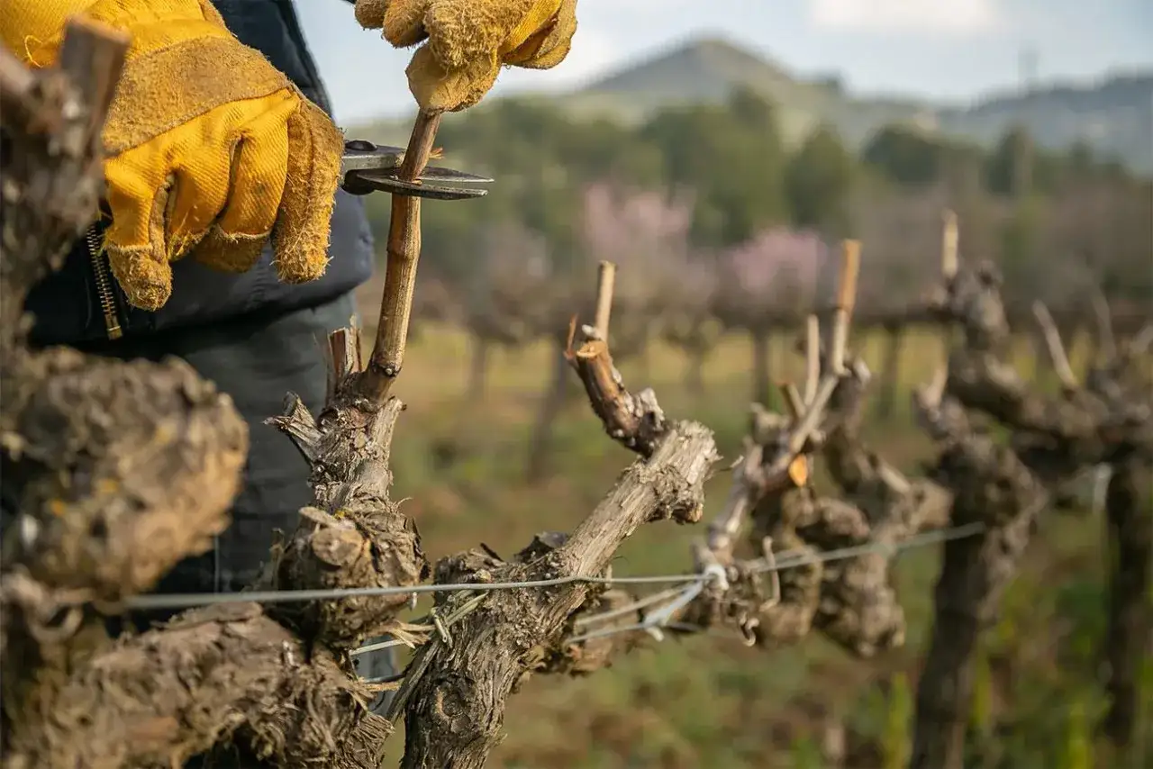 Mani guantate potano una vite a pergola, un gesto essenziale per la cura del vigneto.