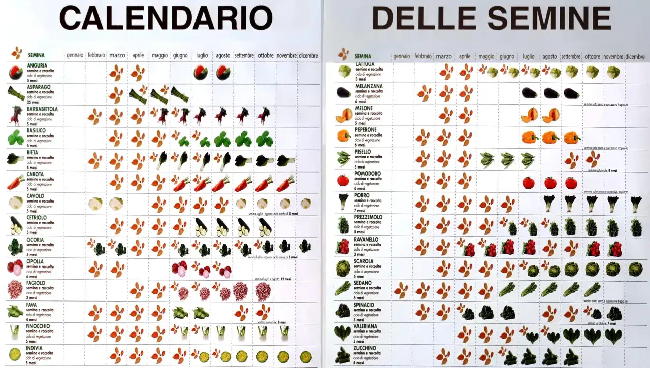 Calendario delle semine: la stagione dei cetrioli inizia in primavera e prosegue fino all'estate, con raccolti in 5 mesi.