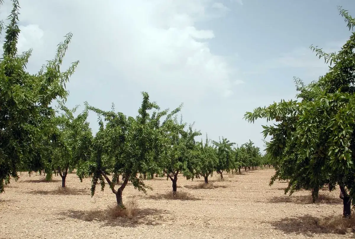 Filari di mandorli in un campo arido, pronti per la potatura. Il cielo &egrave; limpido con qualche nuvola.