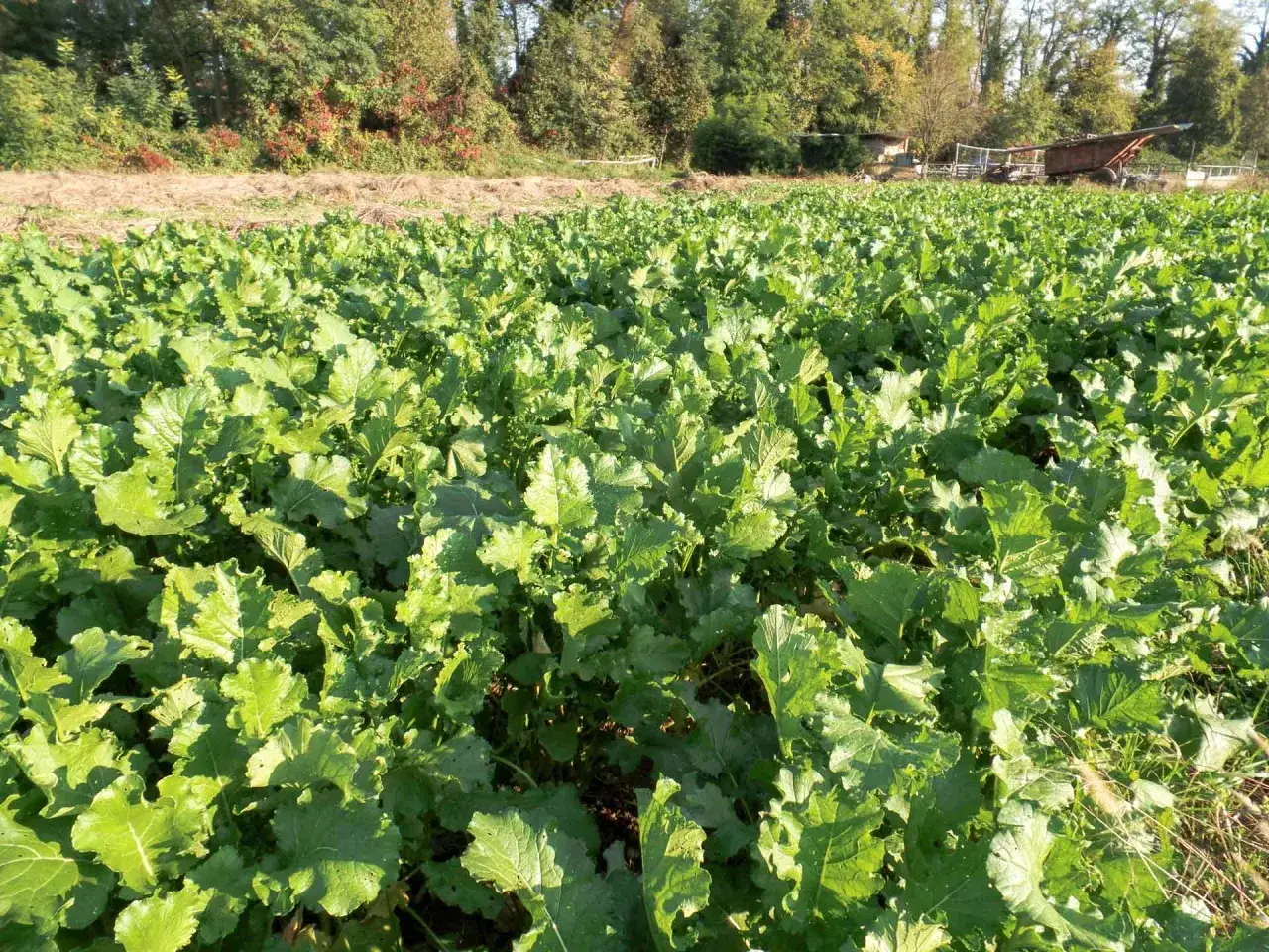 Campo rigoglioso di cime di rapa, pronte per la raccolta. La luce del sole illumina le foglie verdi, annunciando la stagione perfetta per gustare questo ortaggio.