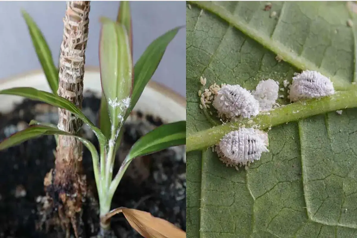 Insetti bianchi pelosi infestano una pianta, coprendo stelo e foglie con la loro cotonosa presenza.
