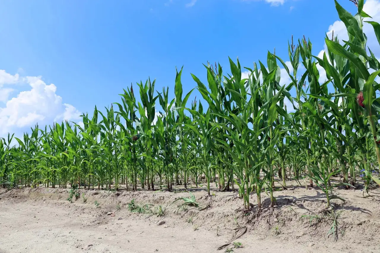 Campo di mais verde sotto un cielo azzurro con nuvole bianche. La semina mais promette un raccolto abbondante.