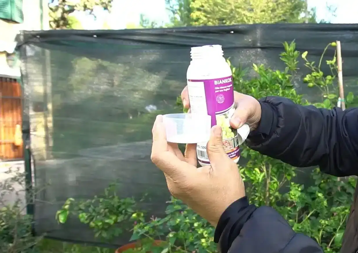 Mani che versano olio bianco per fumaggine da una bottiglia in un misurino, pronto per proteggere le piante.