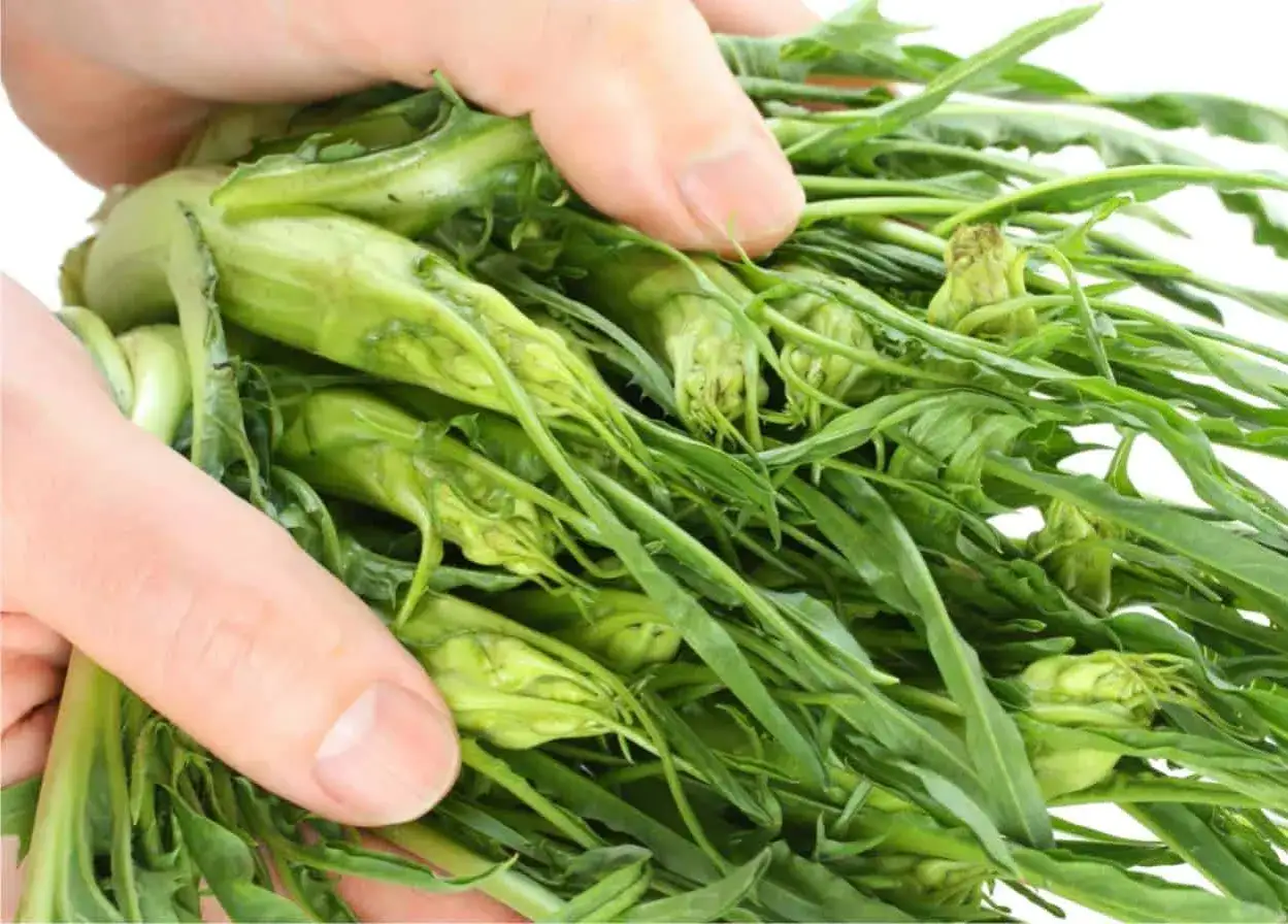 Mani che raccolgono un fascio di puntarelle fresche, pronte per essere gustate nella loro stagione.