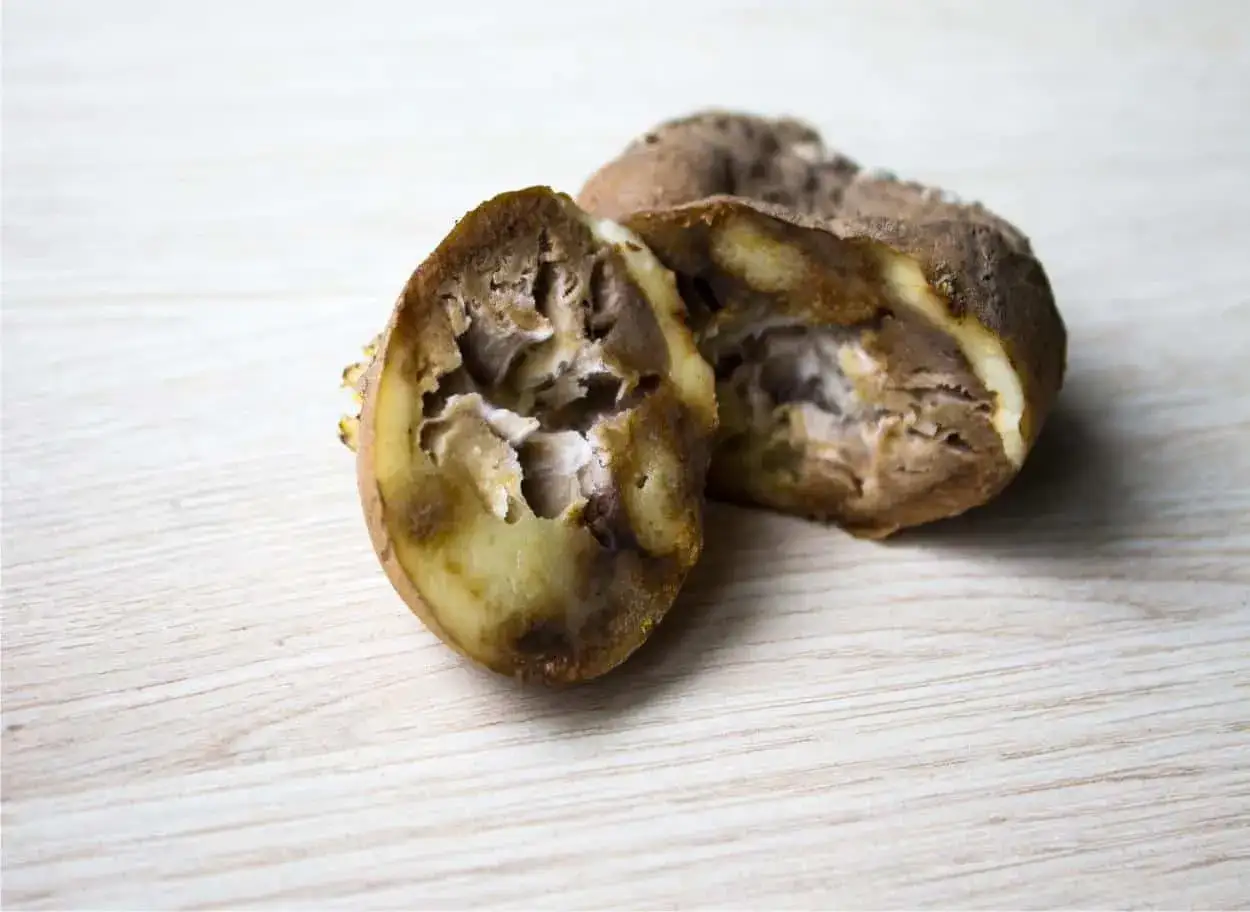 Patate tagliate a met&agrave;, mostrano l'interno marcio e cavo, segno di gravi malattie delle patate.