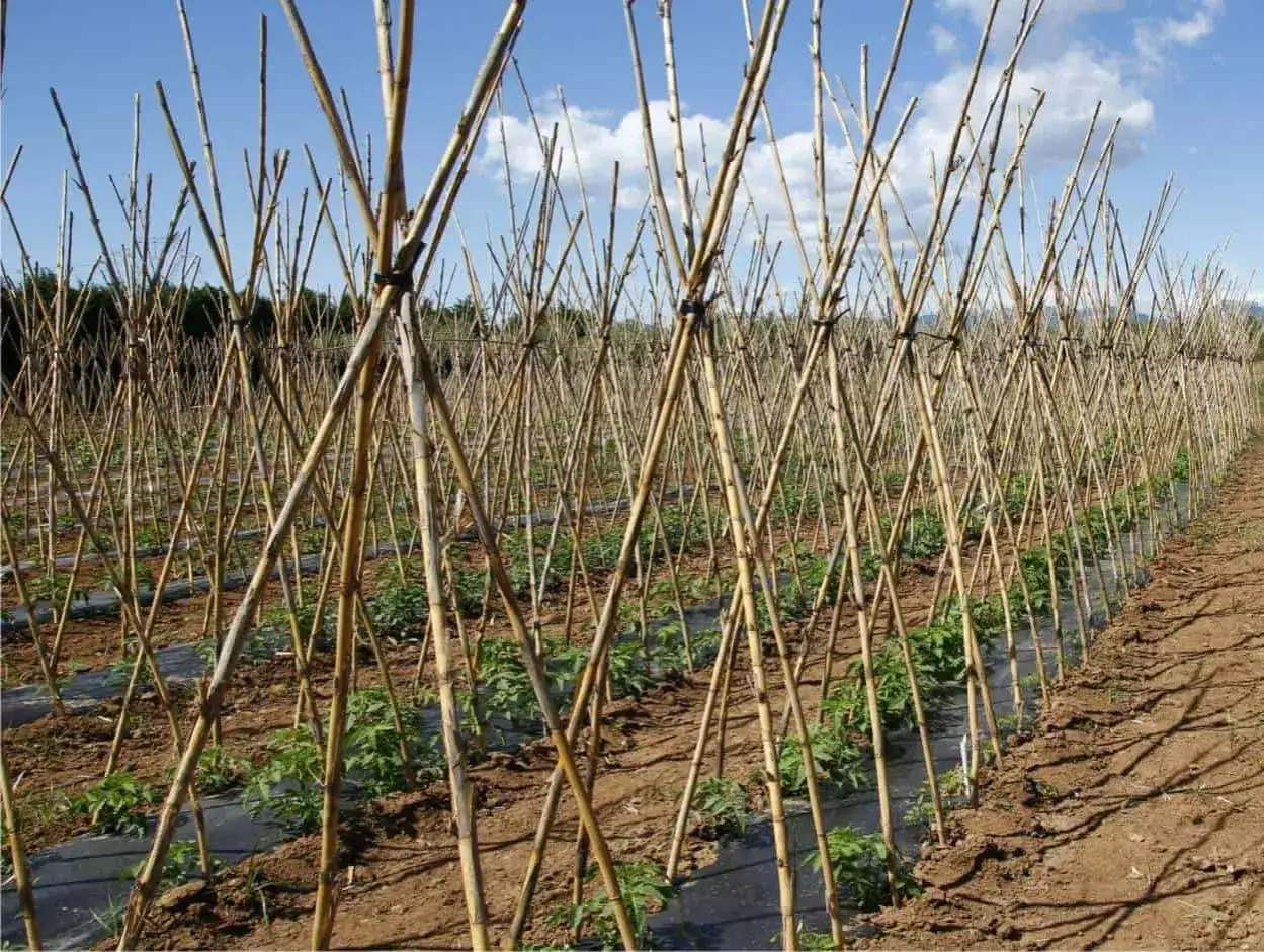 Filari di canne per sostenere i giovani pomodori, un metodo efficace per sapere come potare i pomodori e farli crescere al meglio.